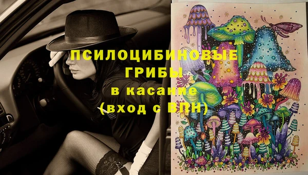 прущие грибы Магадан